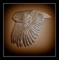 OWL - 3