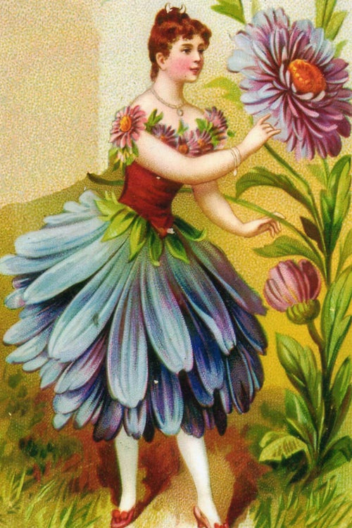 BM 2  Die Aster (Daisy)