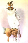 Falcon