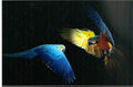 Hyacinth Macaw
