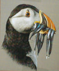 Puffin