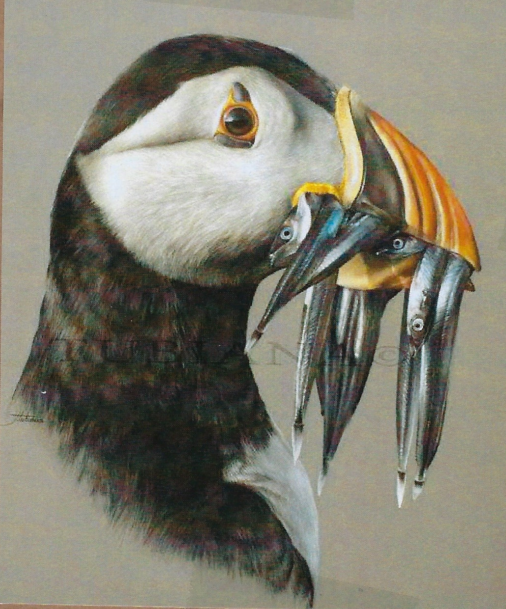 Puffin