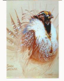 Sage Grouse
