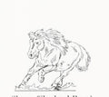 Shetland Pony
