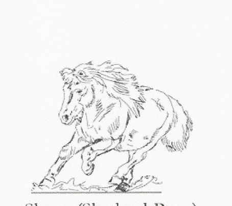 Shetland Pony