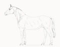 Stallion