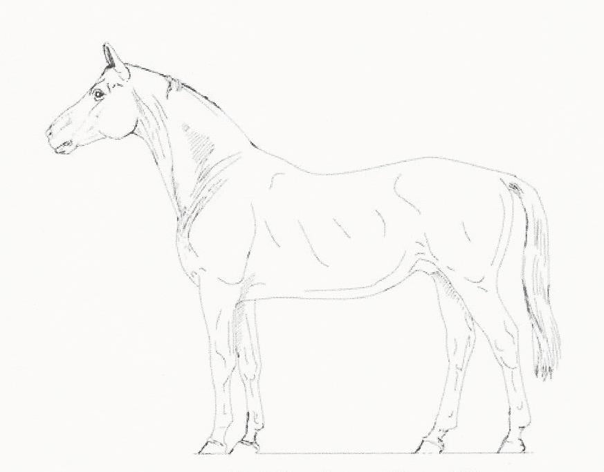 Stallion