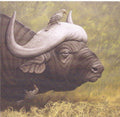 Water Buffalo