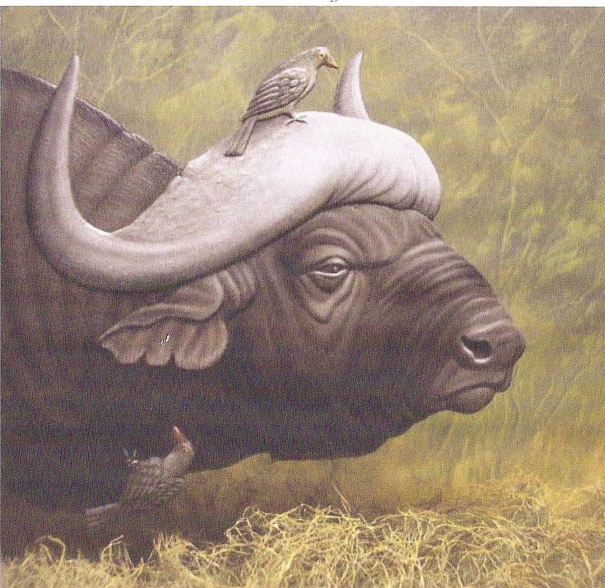 Water Buffalo