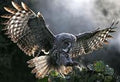 Owl
